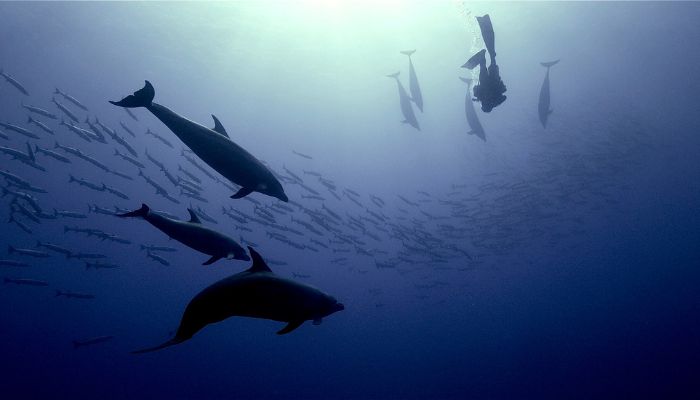 Rangiroa Plongée