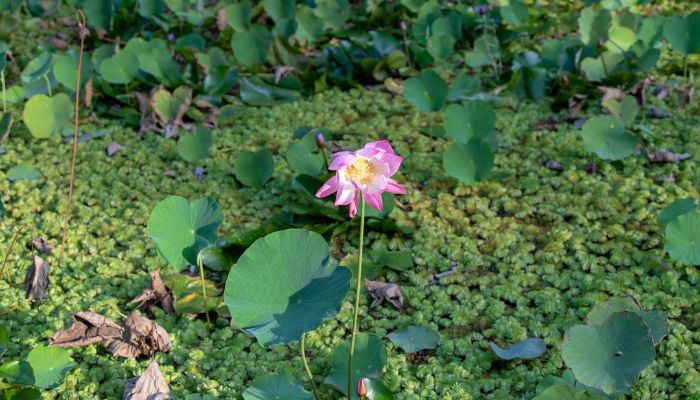 The Water Gardens of Vaipahi