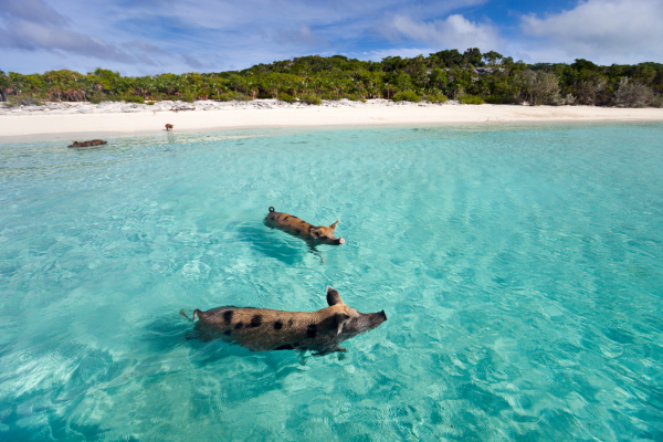 Pigs Paradise